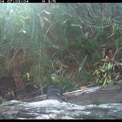 Eopsaltria australis (Eastern Yellow Robin) at Dunbogan, NSW - 4 Oct 2024 by Nette