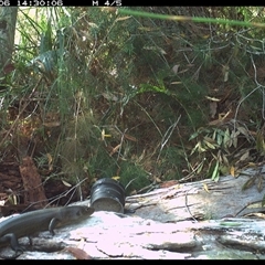 Bellatorias major (Land Mullet) at Dunbogan, NSW - 6 Oct 2024 by Nette