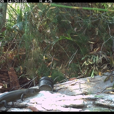 Bellatorias major (Land Mullet) at Dunbogan, NSW - 6 Oct 2024 by Nette