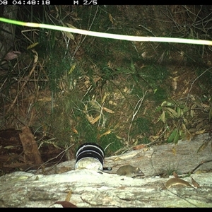 Antechinus stuartii (Brown Antechinus) at Dunbogan, NSW - 8 Oct 2024 by Nette