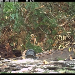 Malurus lamberti (Variegated Fairywren) at Dunbogan, NSW - 19 Oct 2024 by Nette