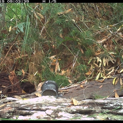 Malurus lamberti (Variegated Fairywren) at Dunbogan, NSW - 19 Oct 2024 by Nette