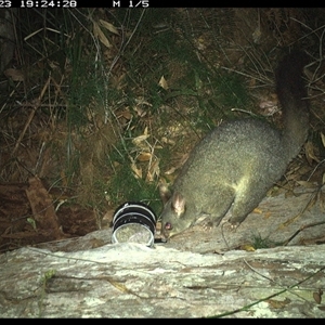 Trichosurus vulpecula (Common Brushtail Possum) at Dunbogan, NSW - 23 Oct 2024 by Nette