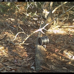 Geopelia placida (Peaceful Dove) at Dunbogan, NSW - 7 Nov 2024 by Nette