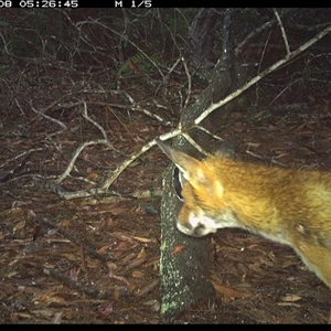Vulpes vulpes (Red Fox) at Dunbogan, NSW - 8 Nov 2024 by Nette