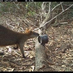 Wallabia bicolor (Swamp Wallaby) at Dunbogan, NSW - 10 Nov 2024 by Nette