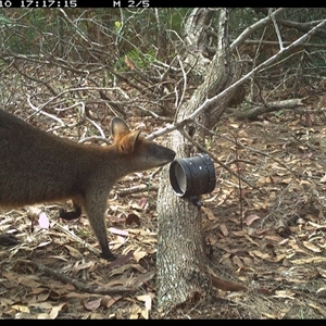 Wallabia bicolor (Swamp Wallaby) at Dunbogan, NSW - 10 Nov 2024 by Nette