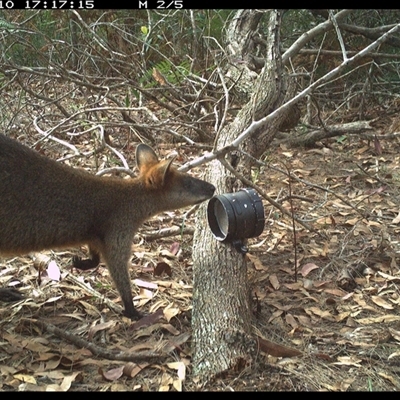 Wallabia bicolor (Swamp Wallaby) at Dunbogan, NSW - 10 Nov 2024 by Nette