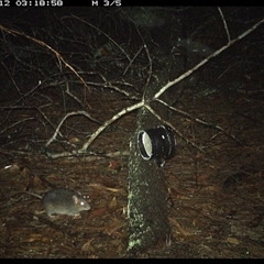 Rattus fuscipes (Bush Rat) at Dunbogan, NSW - 12 Nov 2024 by Nette