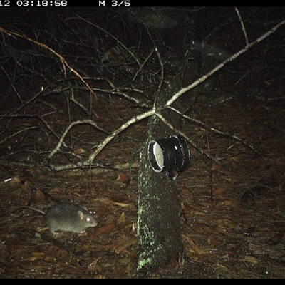 Rattus fuscipes (Bush Rat) at Dunbogan, NSW - 12 Nov 2024 by Nette