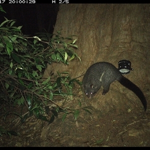 Trichosurus caninus (Mountain Brushtail Possum) at Dunbogan, NSW - 17 Dec 2024 by Nette