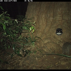 Isoodon macrourus (Northern Brown Bandicoot) at Dunbogan, NSW - 18 Dec 2024 by Nette