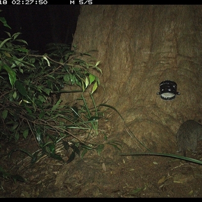 Isoodon macrourus (Northern Brown Bandicoot) at Dunbogan, NSW - 18 Dec 2024 by Nette