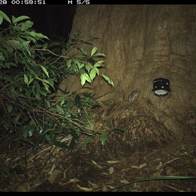Unverified Rodent at Dunbogan, NSW - 28 Dec 2024 by Nette