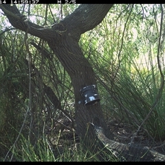Varanus varius (Lace Monitor) at Dunbogan, NSW - 14 Jan 2025 by Nette