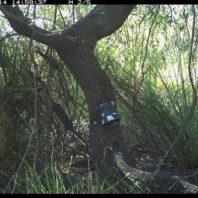 Varanus varius (Lace Monitor) at Dunbogan, NSW - 14 Jan 2025 by Nette