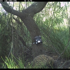 Tachyglossus aculeatus (Short-beaked Echidna) at Dunbogan, NSW - 20 Jan 2025 by Nette
