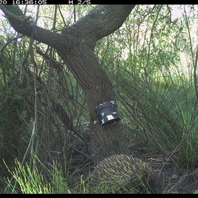 Tachyglossus aculeatus (Short-beaked Echidna) at Dunbogan, NSW - 20 Jan 2025 by Nette