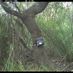 Cracticus nigrogularis (Pied Butcherbird) at Dunbogan, NSW - 21 Jan 2025 by Nette