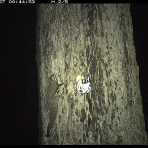 Petaurus breviceps (Sugar Glider) at Dunbogan, NSW - 27 Oct 2024 by Nette