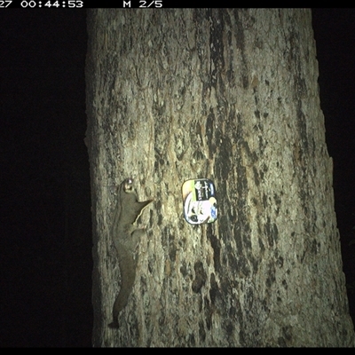 Petaurus breviceps (Sugar Glider) at Dunbogan, NSW - 27 Oct 2024 by Nette