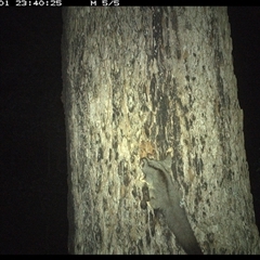 Petaurus sp. (A glider) at Dunbogan, NSW - 1 Nov 2024 by Nette