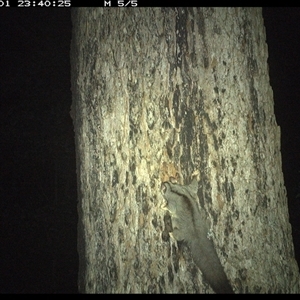 Petaurus sp. (A glider) at Dunbogan, NSW - 1 Nov 2024 by Nette