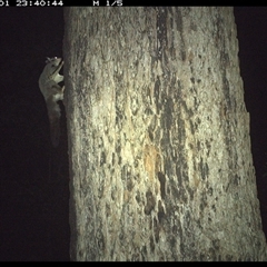 Petaurus sp. at Dunbogan, NSW - 1 Nov 2024 11:40 PM