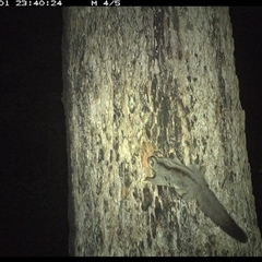 Petaurus sp. at Dunbogan, NSW - 1 Nov 2024 11:40 PM