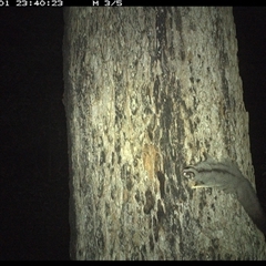 Petaurus sp. at Dunbogan, NSW - 1 Nov 2024 11:40 PM