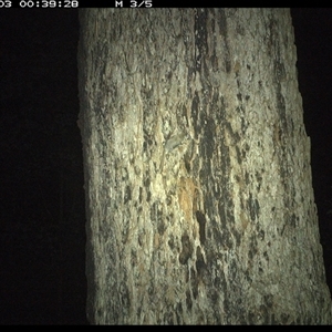 Acrobates pygmaeus (Feathertail Glider) at Dunbogan, NSW - 3 Nov 2024 by Nette