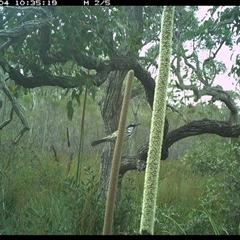 Phylidonyris niger (White-cheeked Honeyeater) at Dunbogan, NSW - 4 Nov 2024 by Nette