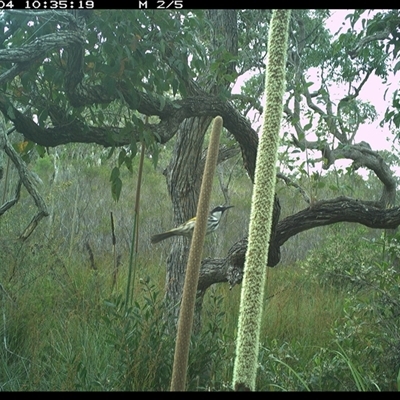 Phylidonyris niger (White-cheeked Honeyeater) at Dunbogan, NSW - 4 Nov 2024 by Nette