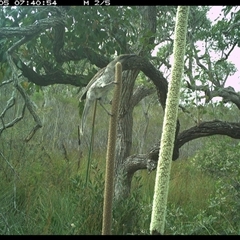 Anthochaera chrysoptera (Little Wattlebird) at Dunbogan, NSW - 5 Nov 2024 by Nette
