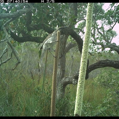 Anthochaera chrysoptera (Little Wattlebird) at Dunbogan, NSW - 5 Nov 2024 by Nette