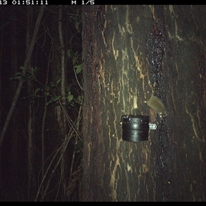 Antechinus stuartii (Brown Antechinus) at Crescent Head, NSW - 13 Oct 2024 by Stablesmas