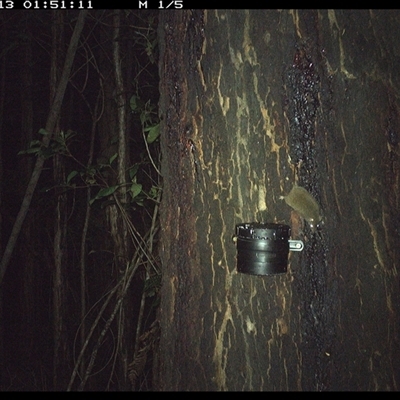 Antechinus stuartii (Brown Antechinus) at Crescent Head, NSW - 13 Oct 2024 by Stablesmas