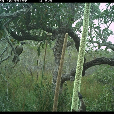 Philemon corniculatus (Noisy Friarbird) at Dunbogan, NSW - 5 Nov 2024 by Nette