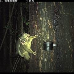 Trichosurus vulpecula (Common Brushtail Possum) at Crescent Head, NSW - 21 Oct 2024 by Stablesmas