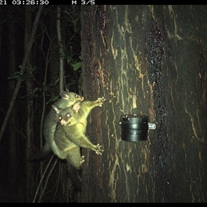 Trichosurus vulpecula (Common Brushtail Possum) at Crescent Head, NSW - 21 Oct 2024 by Stablesmas
