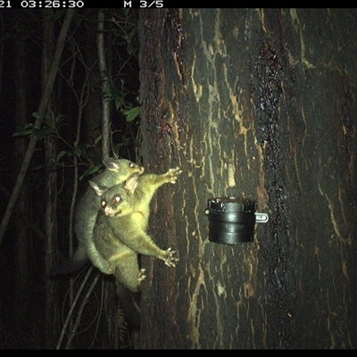 Trichosurus vulpecula (Common Brushtail Possum) at Crescent Head, NSW - 21 Oct 2024 by Stablesmas