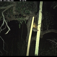 Pteropus poliocephalus (Grey-headed Flying-fox) at Dunbogan, NSW - 5 Nov 2024 by Nette
