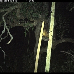 Pteropus poliocephalus at Dunbogan, NSW - 5 Nov 2024 08:46 PM