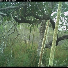 Meliphaga lewinii (Lewin's Honeyeater) at Dunbogan, NSW - 7 Nov 2024 by Nette