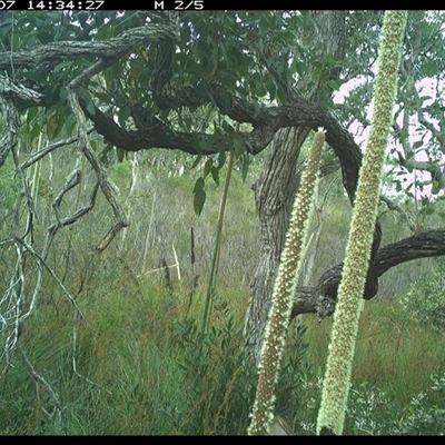 Meliphaga lewinii (Lewin's Honeyeater) at Dunbogan, NSW - 7 Nov 2024 by Nette