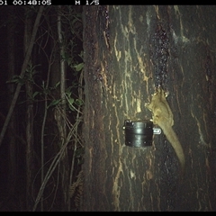Petaurus breviceps (Sugar Glider) at Crescent Head, NSW - 1 Nov 2024 by Stablesmas