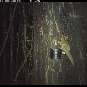 Petaurus breviceps (Sugar Glider) at Crescent Head, NSW - 1 Nov 2024 by Stablesmas
