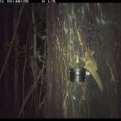 Petaurus breviceps (Sugar Glider) at Crescent Head, NSW - 1 Nov 2024 by Stablesmas