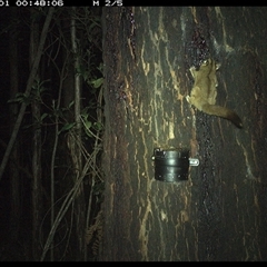 Petaurus breviceps at Crescent Head, NSW - 1 Nov 2024 12:48 AM