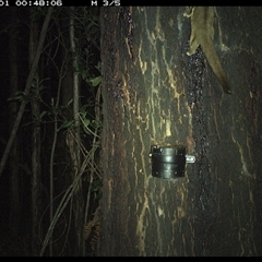 Petaurus breviceps at Crescent Head, NSW - 1 Nov 2024 12:48 AM